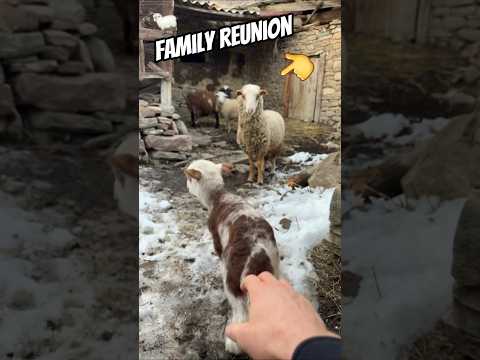 Reuniting the lost lamb with its family 🐑❤️ #shorts #reunion #cuteanimals #goat #lamb #sheep #viral
