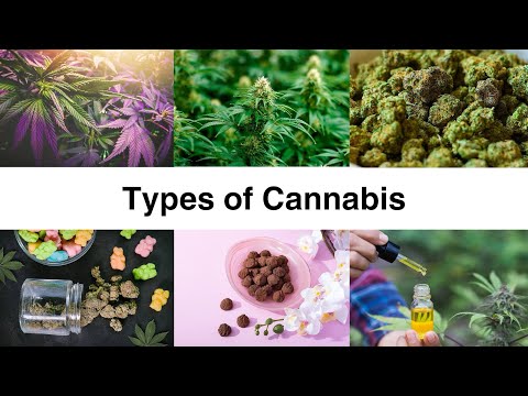 Indica vs Sativa vs Hybrid: What Actually Happens?