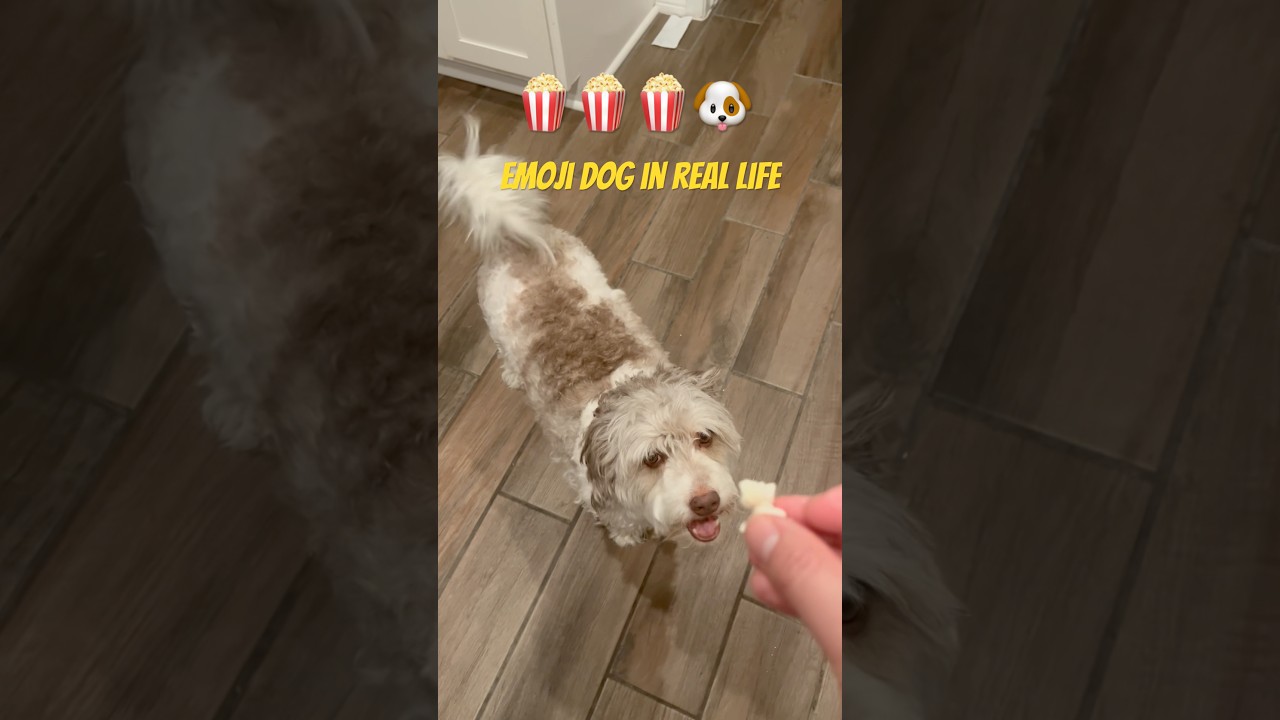 Dog loves popcorn 🐶🍿 