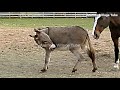 horse donkey meeting 2020 | donkey horse friendship