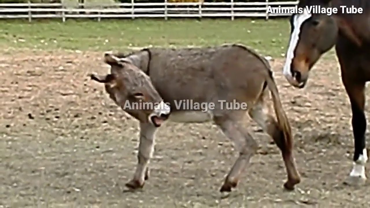 horse donkey meeting 2020 | donkey horse friendship
