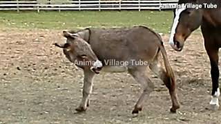 horse donkey meeting 2020 | donkey horse friendship