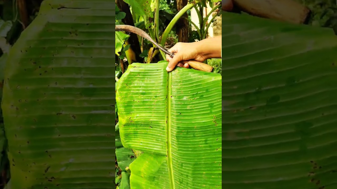 Indian Flag On Bnana Leaf 🇮🇳 Tricolor Leaf Art Idea" 