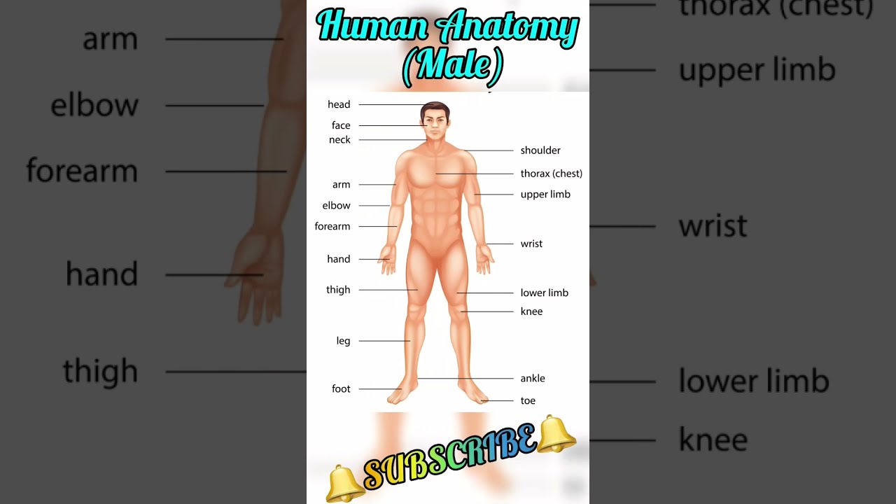 Human Body Parts Male Anatomy All Name