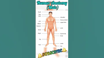 Human Body Parts Human Male Anatomy All Body Parts Name 
