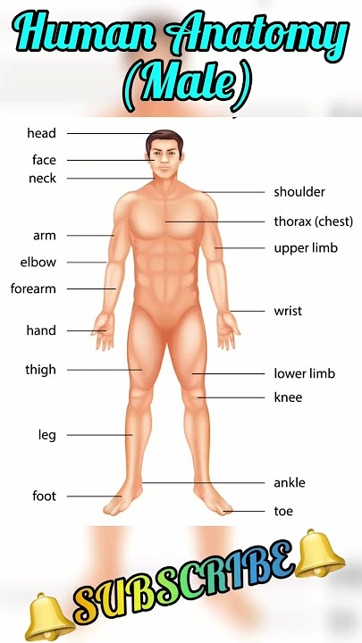 Human body parts || Human male anatomy || All body parts name