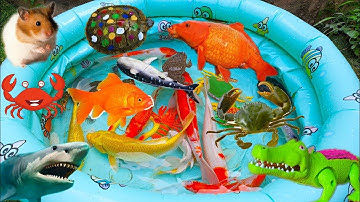 Cùng Anh Thỏ Vlog Câu Cá Dưới Ao Bèo, Bắt Được Con Cá Sấu to, Con Vịt Đang Bơi tập 2