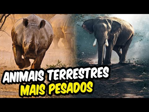 Vídeo: Qual Animal é O Mais Pesado E Qual é O Mais Leve