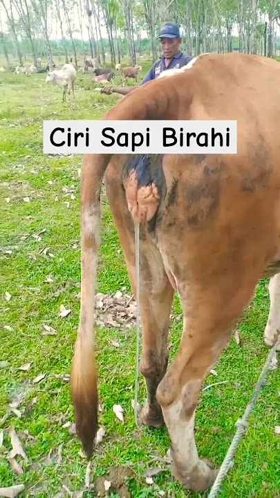 ciri ciri sapi birahi #shortvideos #animals #sapilucu