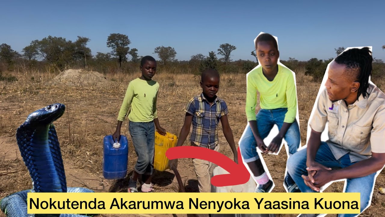 SAD:  Mukomana Akarumwa Nenyoka Gumbo Anoita Basa Rekufudza Mbudzi Kuti Aende Kuchikoro