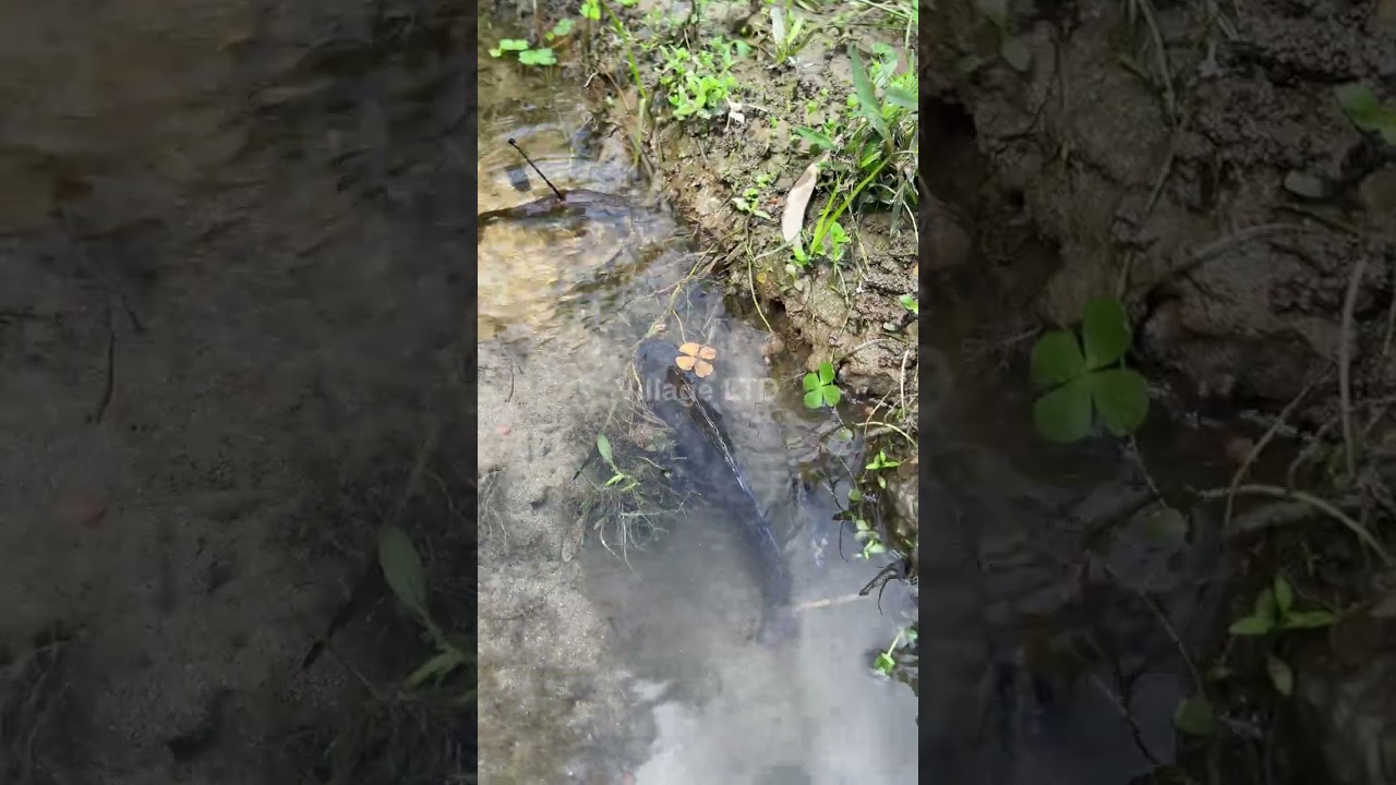 🎣 Village Ltd | Fishing for Village | Daily Food Catching from Pond & River 🌿🐟