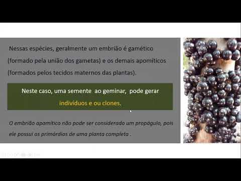 Vídeo: Nos cítricos o embrião apomítico é formado?