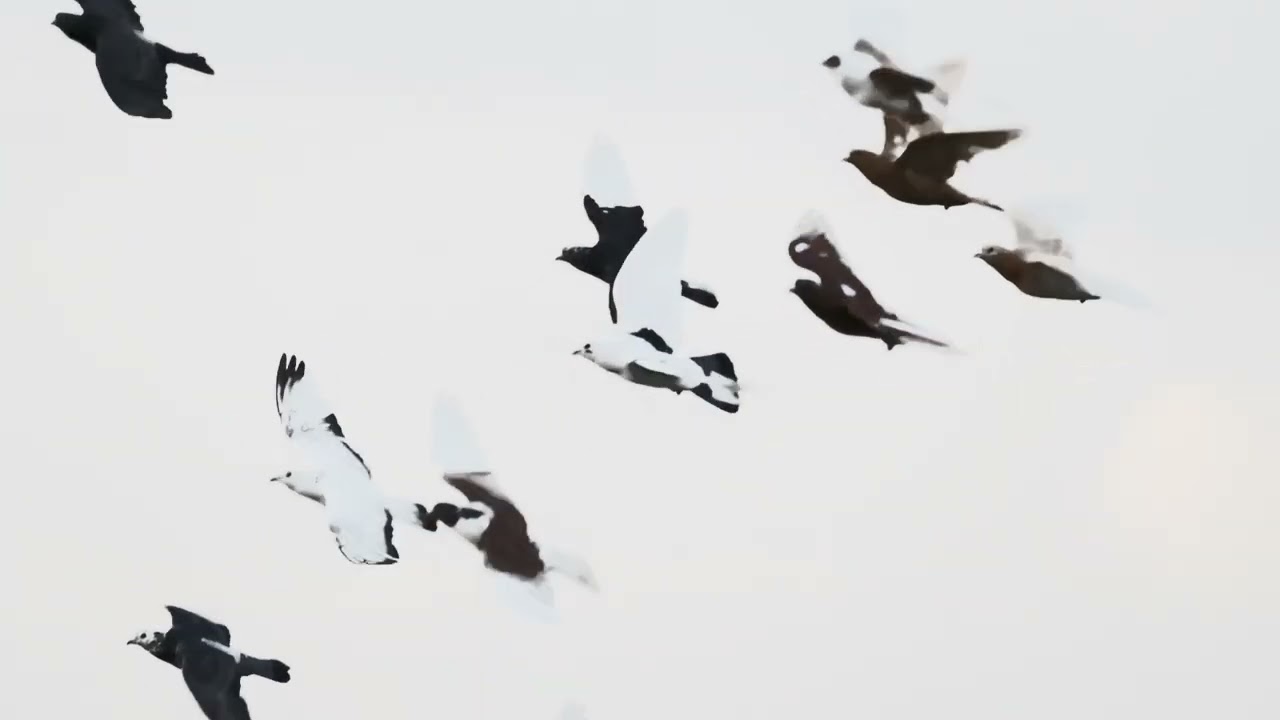 Relapse Official Music Video