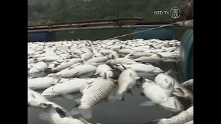 【禁聞】抗生物質まみれの中国のフードチェーン| ニュース | 新唐人|時事報道 | 中国情報| 海外| 健康
