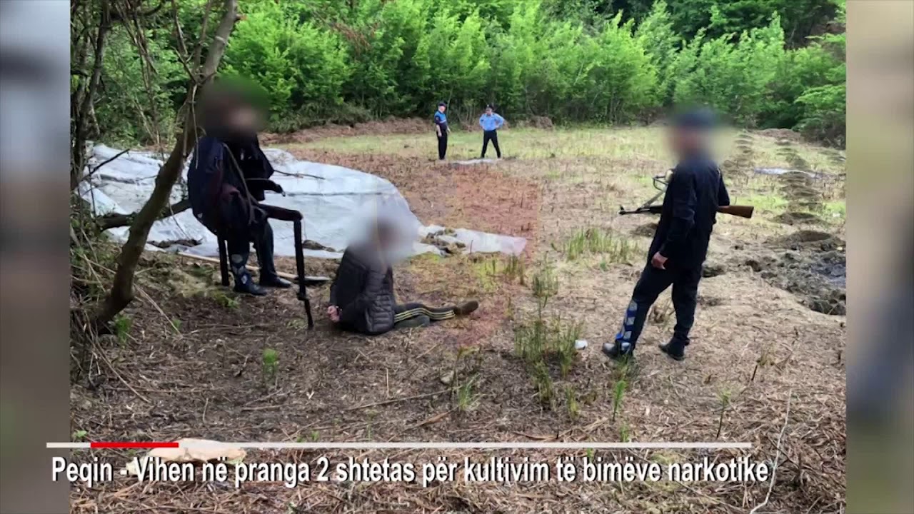 Ora News - Peqin, sekuestrohen 300 kubikë me fidanë kanabisi, dy në pranga dhe një në kërkim