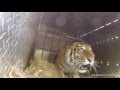 Watch These Animals Being Freed for the Very First Time!