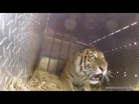 Watch These Animals Being Freed for the Very First Time!