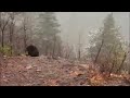 250-pound black bear released back into the wild after becoming stuck at Falcon home