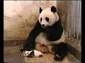 Bebé panda estornuda y su mamá se asusta