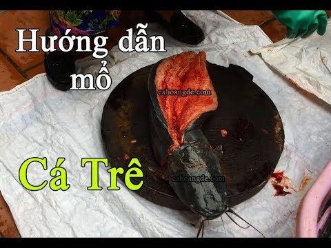 Video: Cách Nấu Phi Lê Cá Trê