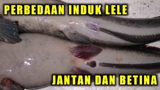 CARA MEMBEDAKAN INDUK LELE JANTAN DAN BETINA