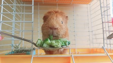 Video cho người mới nuôi chuột Lang - Phần 1: Thức ăn - Summary of guinea pig food - BỌ Ú HOUSE #34