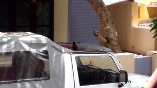 Myna Bathing In Kerala, Trivandrum