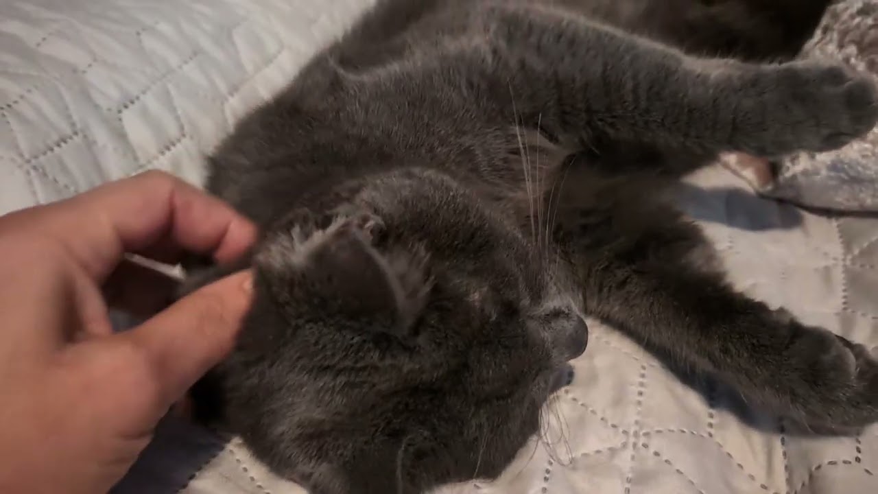 Coming Home to Endless Cat Love 😻 – Missing You Moments❤️ 