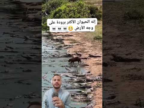 شوف فين دخل وسط تمساح عالم البرية عشقالطبيعه عالم الحيونات الحيونات البرية الحيونات حيوانات