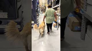 Tienes que ser *“egoísta”* con la atención de tu perro.