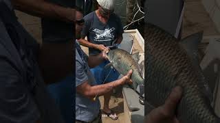 Man invents Fish Hawk Blowgun, shoots fish, breaks drone in three minutes.