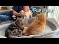 赤ちゃん用ベッドがついに猫に占拠されてしまいました…!