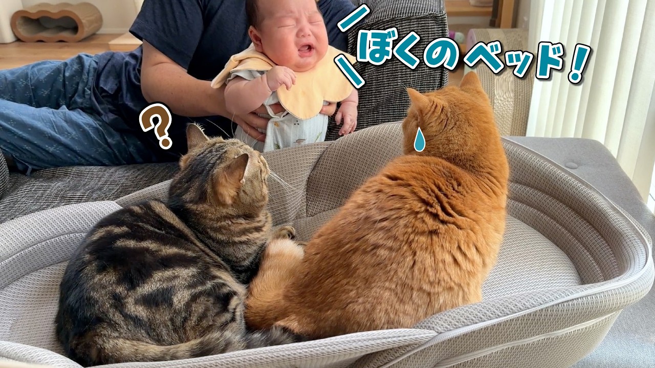 赤ちゃん用ベッドがついに猫に占拠されてしまいました…!
