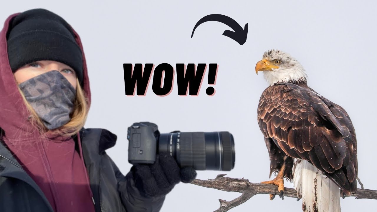 Photographing a Bald Eagle! Canon 55250mm Lens Wildlife Photography