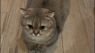 Love cat day 😽😻💋😬🥰#catattitude #catlife #meyjing520 #cutecat #chubbycat 