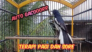 PANCINGAN KACER 100% bongkar materi