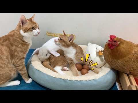 Mom was surprised! The kitten was helping the hen hatch her eggs. Friendship among animals.