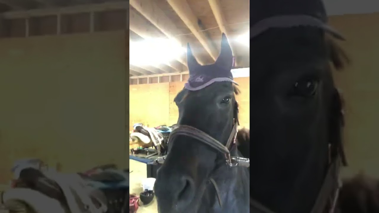 Tack up and ride with me vlog! Irish the Pony RoadTo1K!?! Harley the