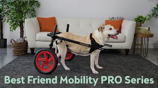 BFM Pro Series Dog Wheelchair Introduction