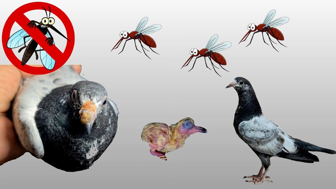 How to protect pigeons from Mosquitoes