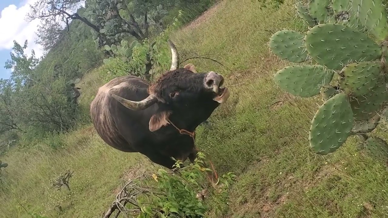 Nadie se animo a pelear con el Tigre