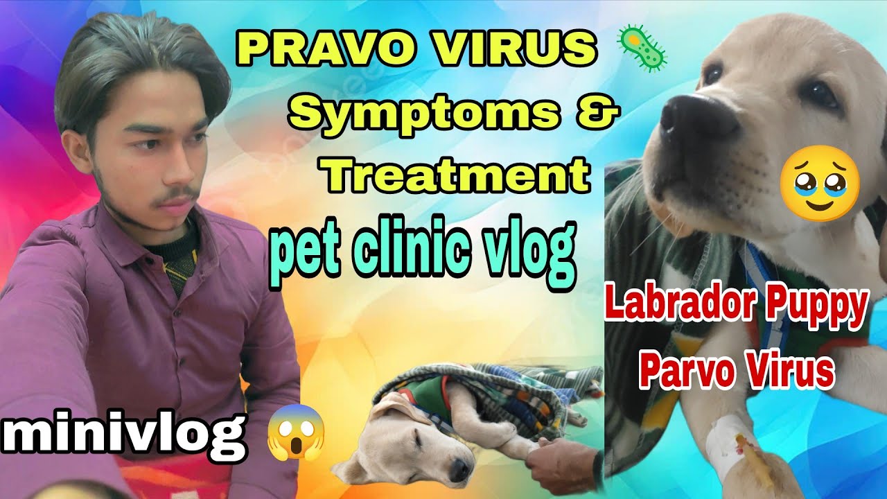 PRAVO VIRUS 🦠 Symptoms & Treatment 😱💉 | Labrador Puppy Parvo Virus | Emergency Care| Pet Clinic Vlog