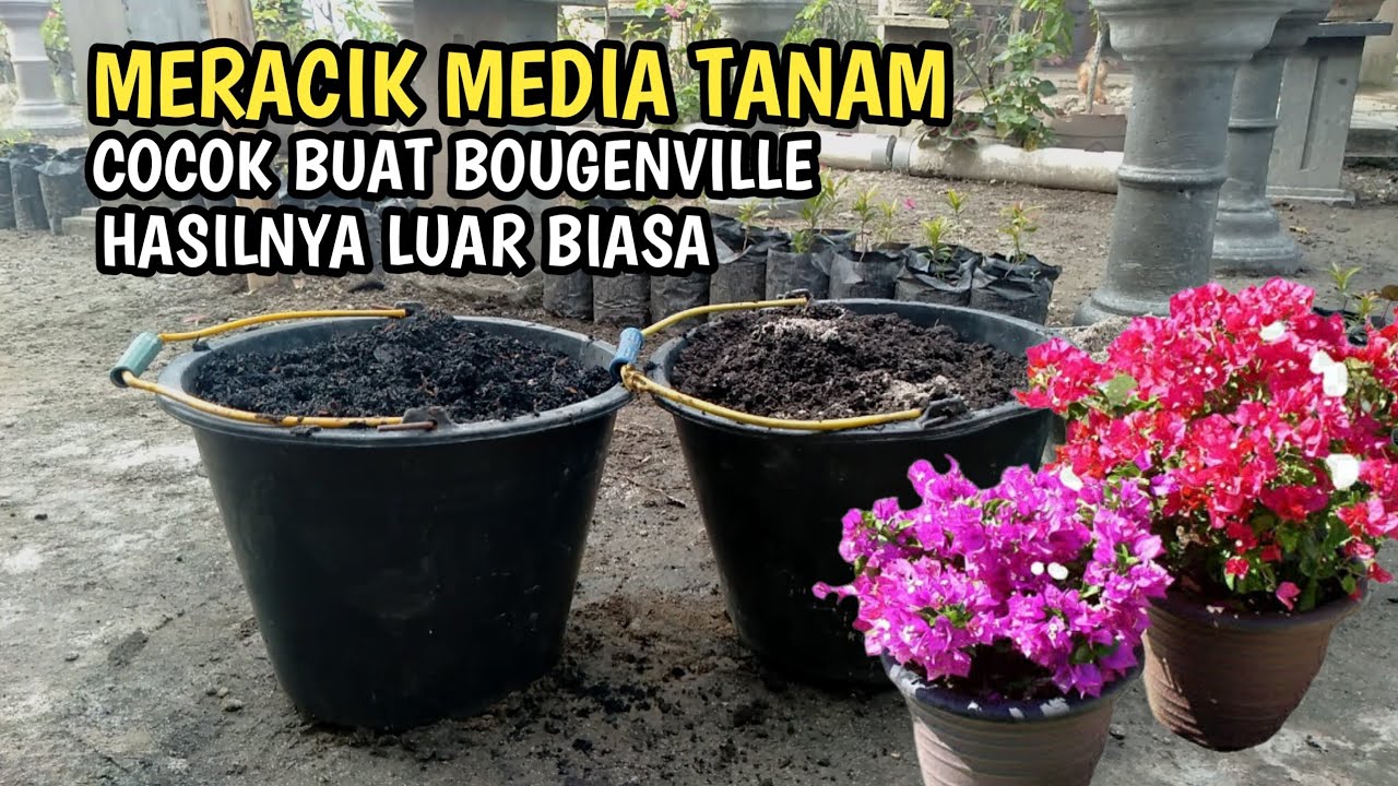 CARA BUAT MEDIA TANAM BOUGENVILLE AGAR SUBUR
