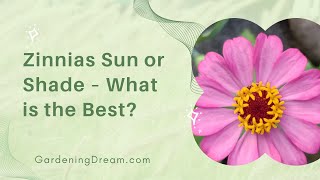 Zinnias Sun or Shade – What is the Best?