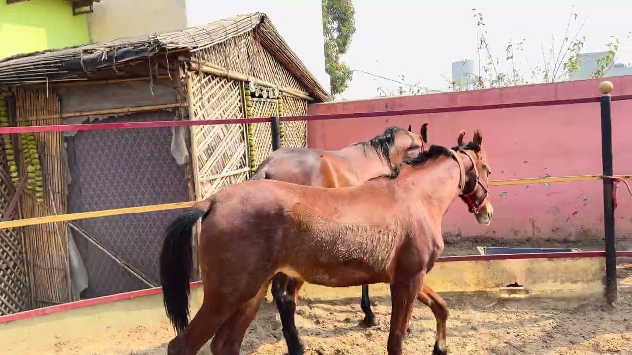 Indian top Marwari bacheriya