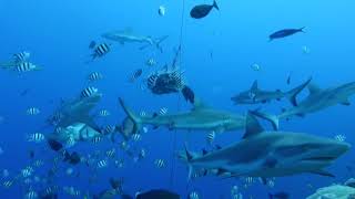 Shark Feeding Micronesia Yap ヤップ島 検索動画36 Shark Feeding Micronesia Yap ヤップ島 検索動画 36