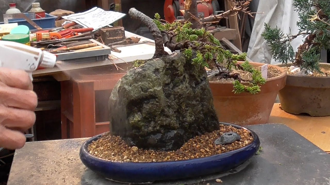 杜松　懸崖　足元太いです 杜松 懸崖 足元太いです 杜松 懸崖 足元太いです 杜松 懸崖 足元太いです