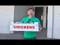 Setting Up the Chicken Brooder for Chicks from the Hatchery