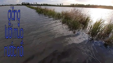 Trải Nghiệm Giăng Lưới Bắt Cá Rô Đồng Ở Cánh Đồng Đón Con Nước Lũ Tràn Về .#trainghiem vlogs .