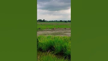 Thumbnail of kaune Disha mein leke Chala re batohiya...#song #nature #trending #music #love #viralsong